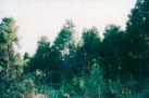 ӎ̂炳 1994.08.28Be