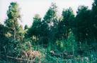ӎ̂炳 1994.08.28Be