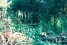 ӎ̂炳 1994.08.28Be